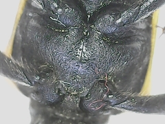Brachyta balcanica