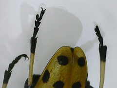 Brachyta balcanica