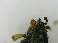 Brachyta balcanica
