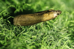 Sciota fumella