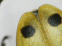 Brachyta balcanica