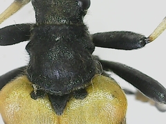 Brachyta balcanica