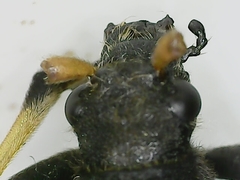 Brachyta balcanica