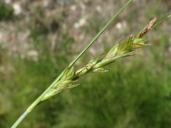 Carex distachya