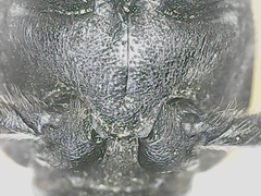 Brachyta balcanica