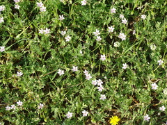 Erodium cicutarium