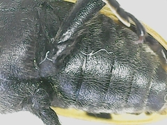 Brachyta balcanica