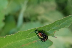 Gastrophysa viridula
