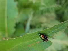 Gastrophysa viridula