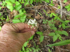 Allium fraseri