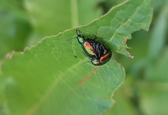 Gastrophysa viridula