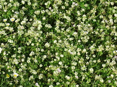 Trifolium nigrescens