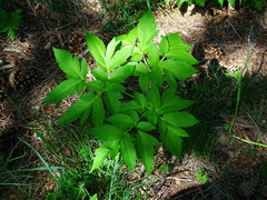 Physospermum verticillatum