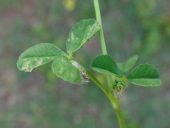 Trifolium nigrescens
