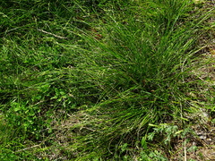Carex distachya