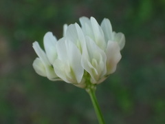 Trifolium nigrescens