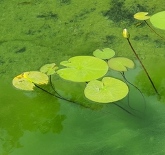Nymphaea