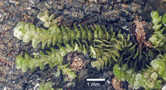 Frullania patula