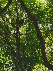 Pycnonotus sinensis