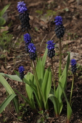 Muscari latifolium