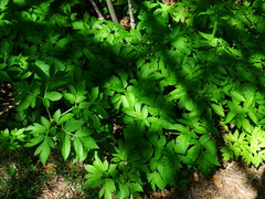 Physospermum verticillatum