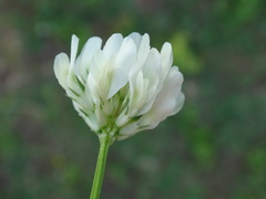 Trifolium nigrescens
