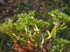 Valerianella dentata
