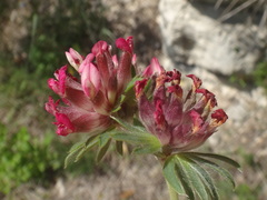 Anthyllis vulneraria rubriflora