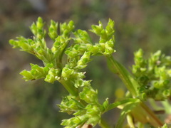 Valerianella dentata