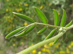 Anthyllis vulneraria rubriflora