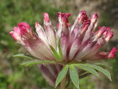 Anthyllis vulneraria rubriflora