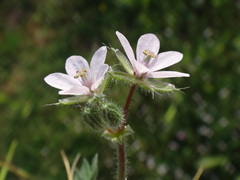 Erodium cicutarium