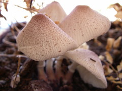 Leucocoprinus ianthinus