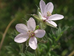 Erodium cicutarium