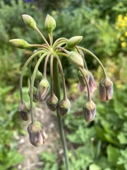 Allium siculum
