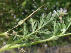 Erodium cicutarium