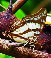 Polyura zoolina