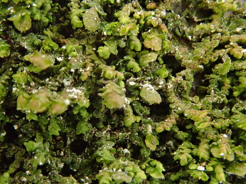 dukátovka rozšírená (Frullania dilatata)