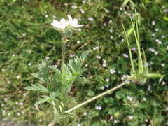 Erodium cicutarium