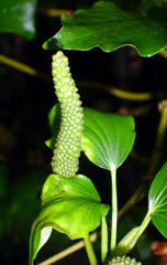 Piper excelsum psittacorum