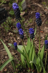Muscari latifolium