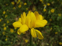 Securigera securidaca