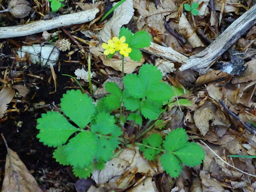 repíček repíkovitý (Agrimonia agrimonoides)
