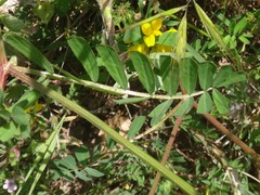 Securigera securidaca