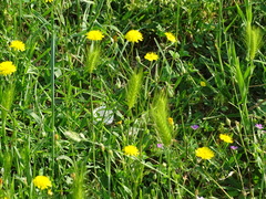 Crepis neglecta