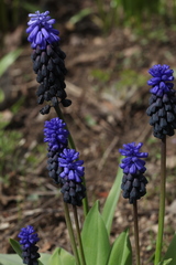 Muscari latifolium