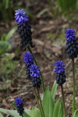 Muscari latifolium