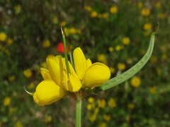 Securigera securidaca