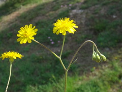 Crepis neglecta