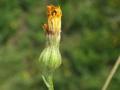 Crepis neglecta